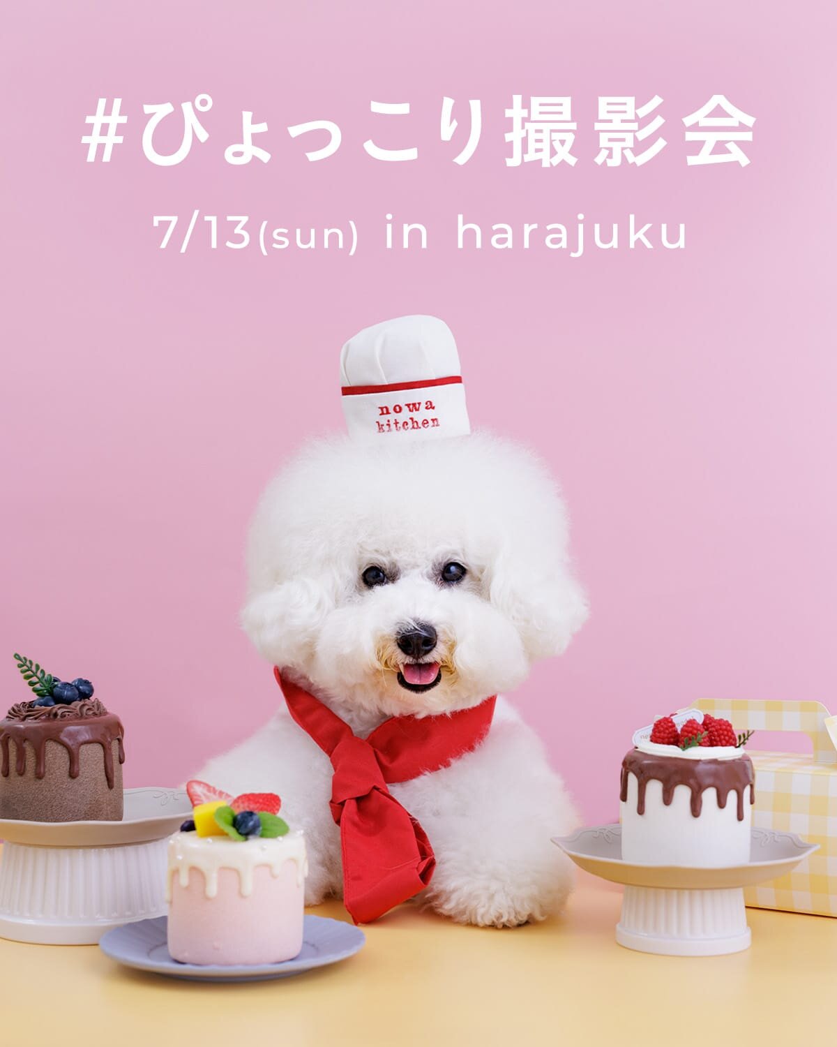 【ぴょっこりワンコ撮影会7月】うちの子撮影会。ぴょっこりワンコやパティシエワンコも撮影しよう！
