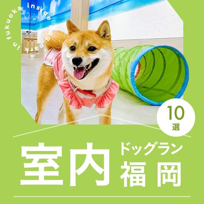 【福岡の室内ドッグランまとめ】雨の日も遊べる人気の福岡室内ドッグラン特集