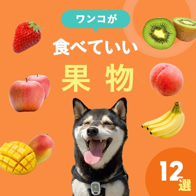 犬が食べられる果物まとめ一覧