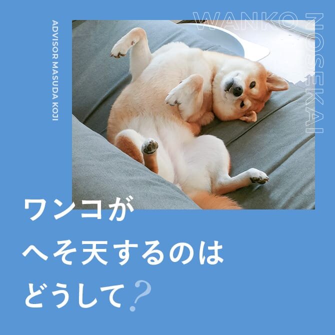 犬がへそ天（仰向け寝）する理由｜へそ天は服従のサイン？信頼の証？シーン別でわかる愛犬の気持ち