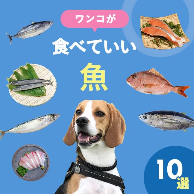 犬が食べられる魚まとめ一覧