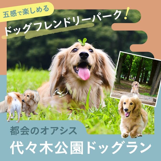 【代々木公園ドッグラン】愛犬と行く代々木公園！アクセスからドッグラン登録・利用方法、近隣カフェまで