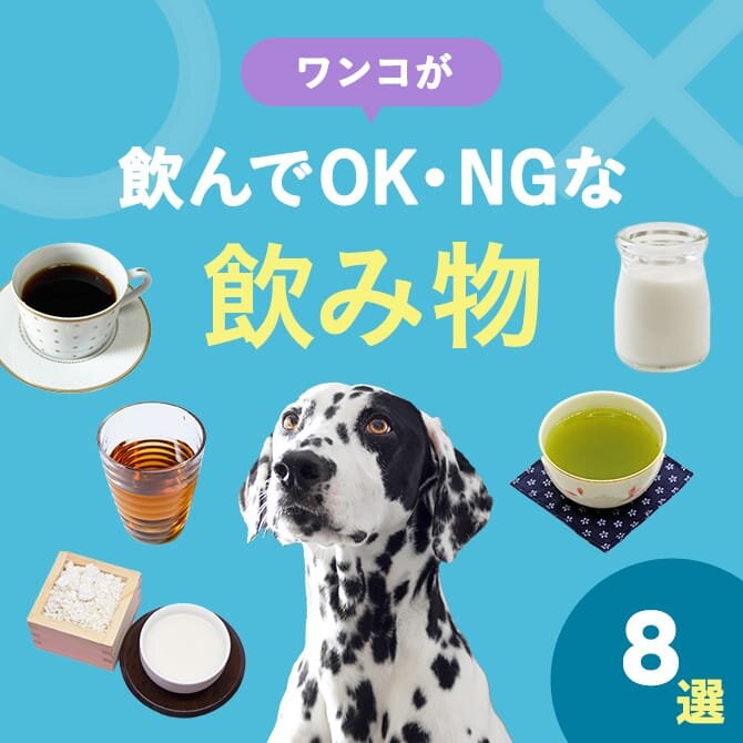 【獣医師監修】犬が水以外に飲める物・与えてはいけない飲み物