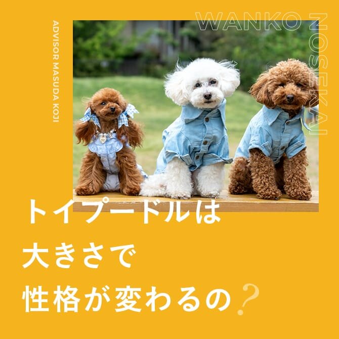 トイプードルの性格、飼いやすさ、特徴