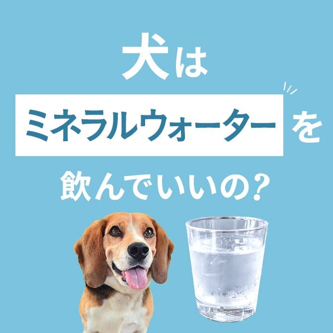 犬はミネラルウォーターを食べても大丈夫！正しい与え方と注意点【獣医師監修】
