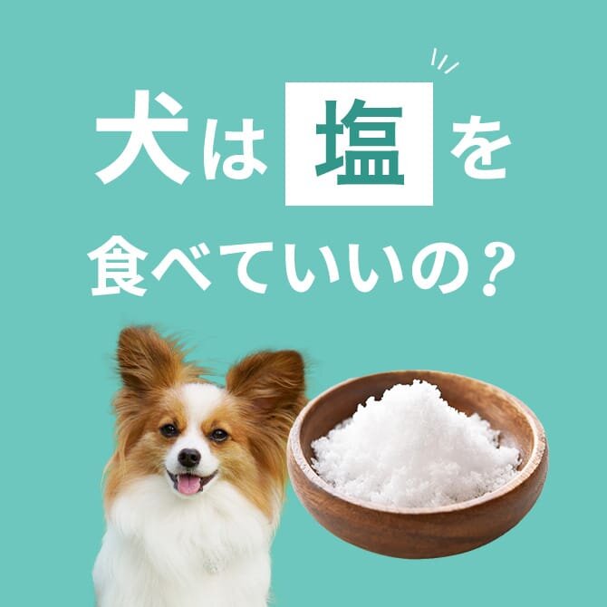 犬は塩を食べても大丈夫！正しい与え方と注意点【獣医師監修】
