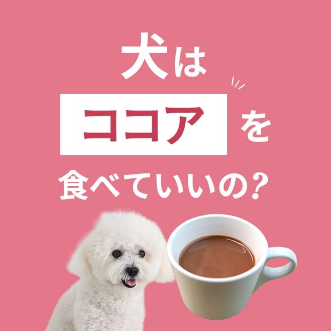 犬はココアを食べても大丈夫？食べた場合の注意点【獣医師監修】