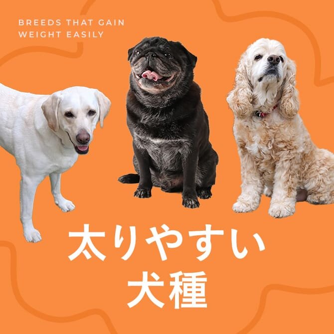 太りやすい犬種