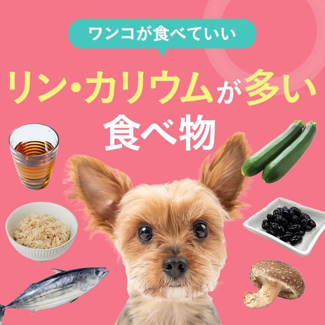 リン・カリウムの多い食材まとめ一覧｜犬が食べられる食材