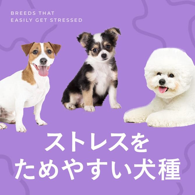 ストレスを溜めやすい犬種