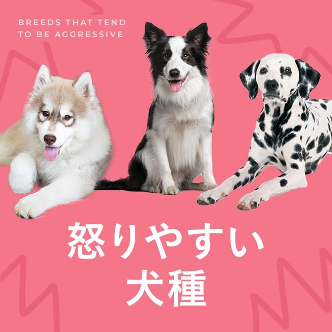 怒りやすい犬種・キレやすい犬種