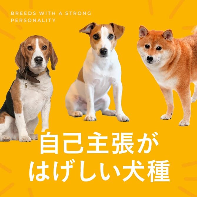 自己主張が激しい犬種