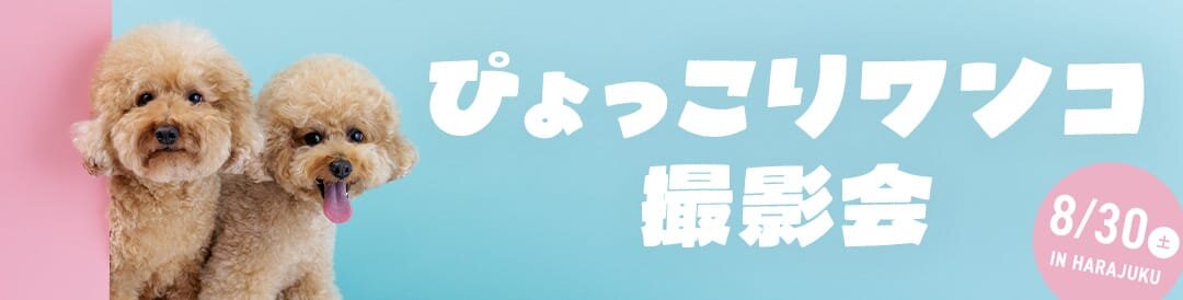 【ぴょっこりワンコ撮影会8月】うちの子撮影会。ぴょっこりワンコやお祭りワンコも撮影しよう！