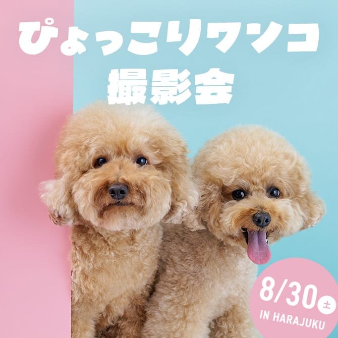 【ぴょっこりワンコ撮影会8月】うちの子撮影会。ぴょっこりワンコやお祭りワンコも撮影しよう！