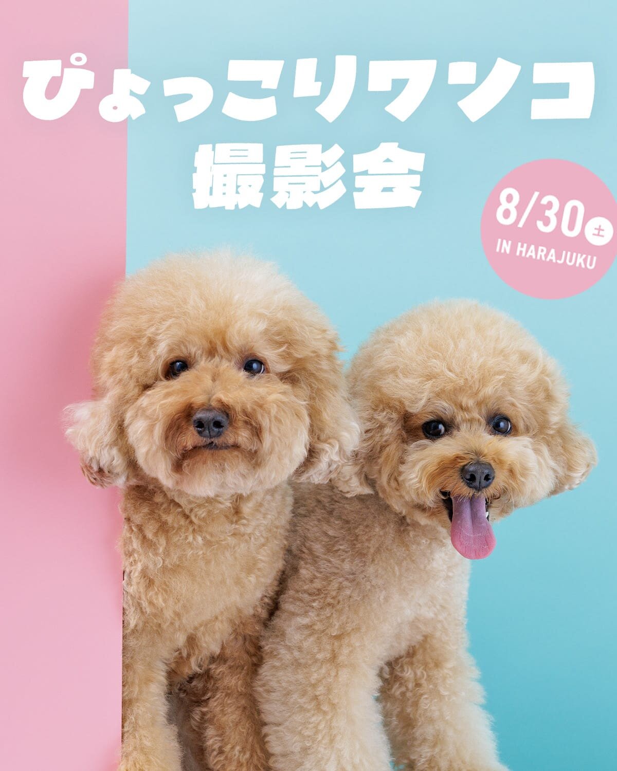 【ぴょっこりワンコ撮影会8月】うちの子撮影会。ぴょっこりワンコやお祭りワンコも撮影しよう！