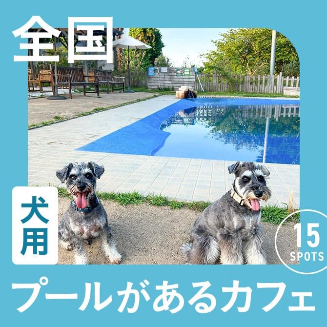 【全国】愛犬用プールのあるドッグカフェまとめ一覧