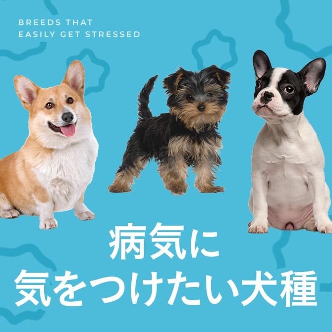 病気になりやすい犬種・病気に気をつけたい犬種