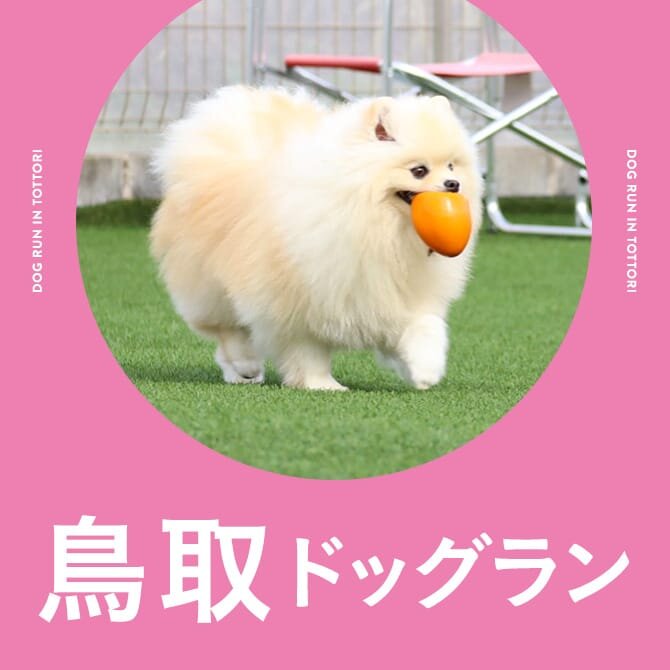 鳥取のドッグラン一覧まとめ｜無料や室内・カフェ併設ドッグラン