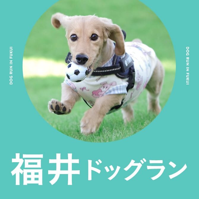 福井のドッグラン一覧まとめ｜無料や室内・カフェ併設ドッグラン