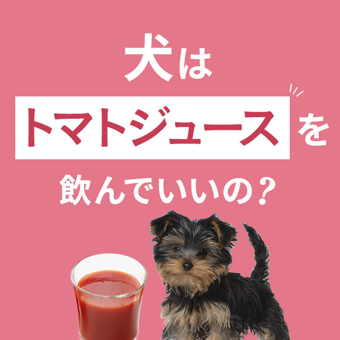 犬はトマトジュースを飲んでも大丈夫！正しい与え方と注意点【獣医師監修】