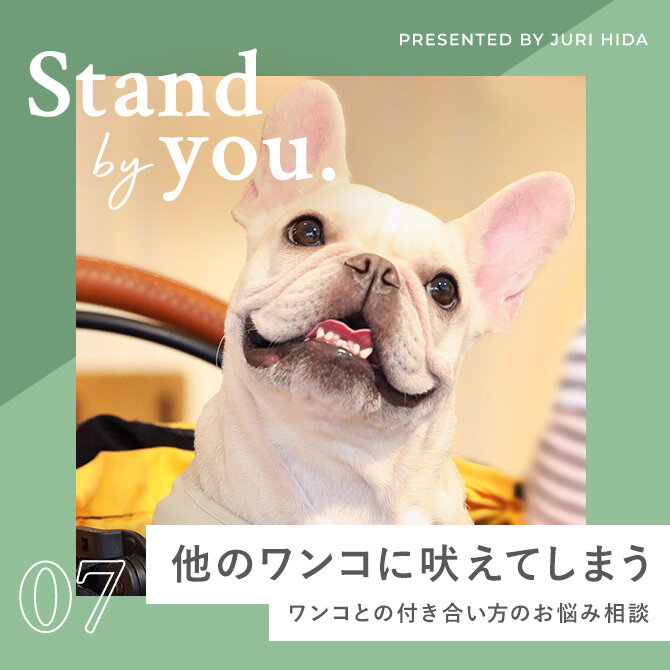 他の犬に吠える、噛みつく。犬に対しての問題行動を改善するには？｜飛彈さんのしつけお悩み相談