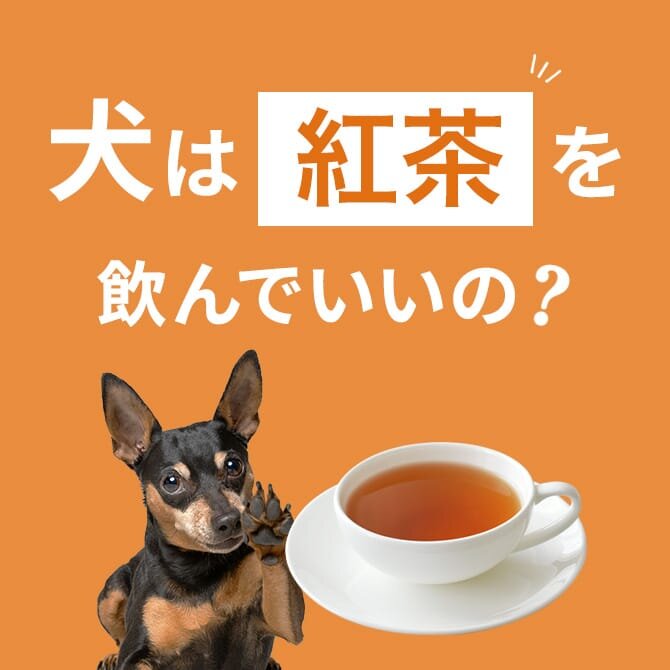 犬は紅茶を食べても大丈夫？飲んだ場合の注意点【獣医師監修】