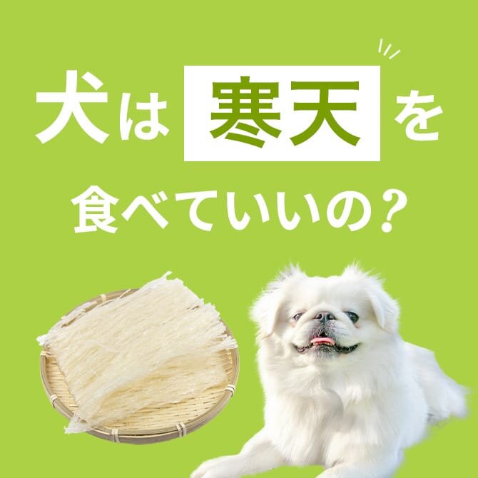 犬は寒天を食べても大丈夫！正しい与え方と注意点【獣医師監修】