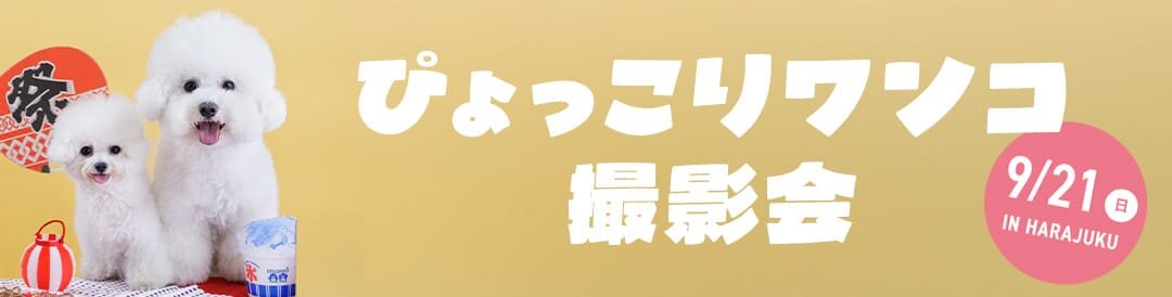 【ぴょっこりワンコ撮影会9月】ワンコnowa撮影スタジオの愛犬撮影会。ぴょっこりワンコやお寿司ワンコが撮れる！