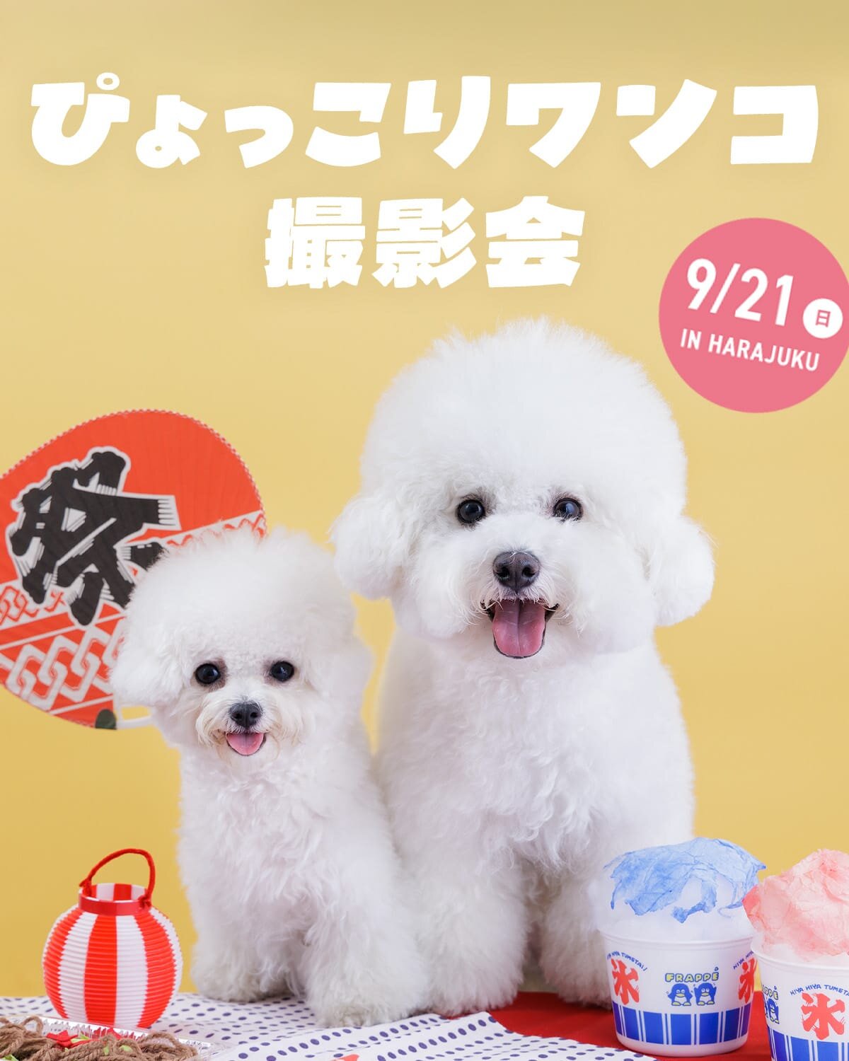 【ぴょっこりワンコ撮影会9月】ワンコnowa撮影スタジオの愛犬撮影会。ぴょっこりワンコやお寿司ワンコが撮れる！