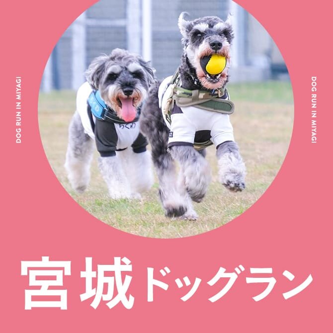 宮城・仙台のドッグラン一覧まとめ｜無料や室内・カフェ併設ドッグラン
