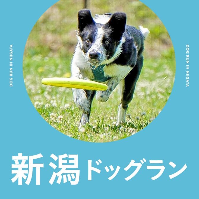 新潟のドッグラン一覧まとめ｜無料や室内・カフェ併設ドッグラン