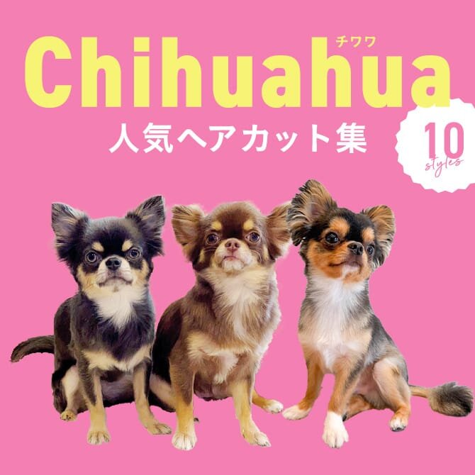 【チワワの人気カット集】チワワにカットは必要？トリミングの参考になるかわいいカット10選