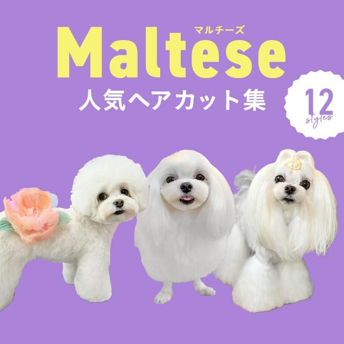 【マルチーズの人気カット集】マルチーズにカットは必要？トリミングの参考になるかわいいカット12選