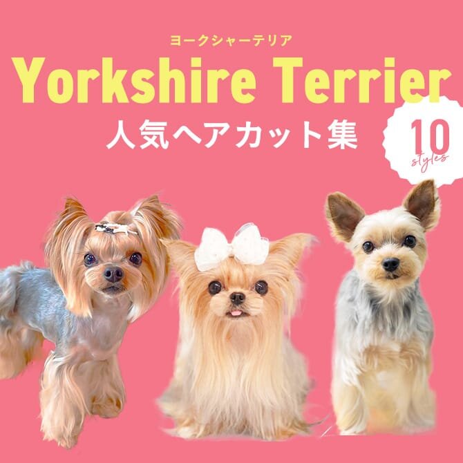 【ヨークシャテリア・ヨーキーの人気カット集】トリミングの参考になるかわいいカット10選
