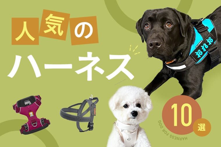 犬のおすすめハーネス10選！おしゃれで人気のデザインや機能・選び方