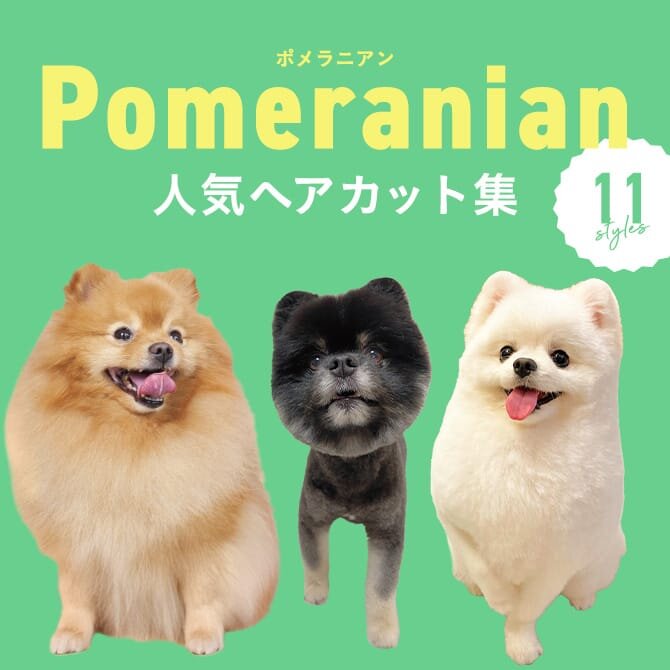 【ポメラニアンの人気カット集】ポメラニアンににカットは必要？トリミングの参考になるかわいいカット11選