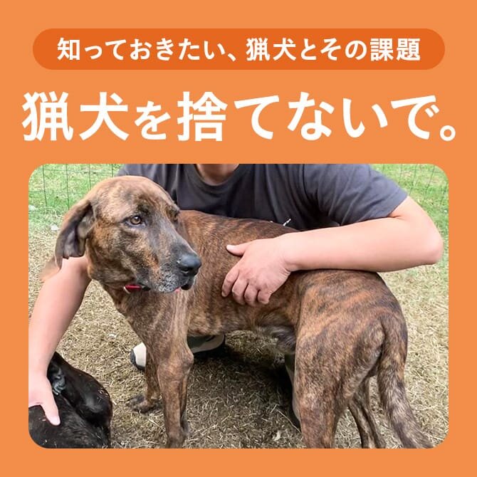 【現役猟師を取材】猟犬をすてないで！人と猟犬の関係性と猟犬がおかれている現状