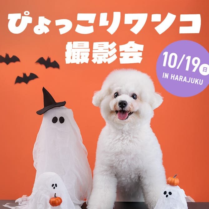 【ぴょっこりワンコ撮影会10月】ワンコnowa撮影スタジオの愛犬撮影会は10月19日に開催。