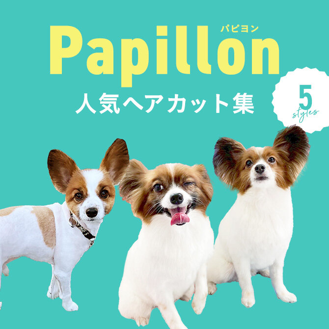 【パピヨンの人気カット集】パピヨンにカットは必要？トリミングの参考になるかわいいカット5選