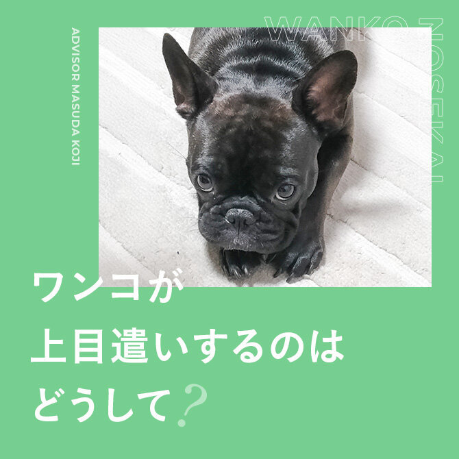 【犬の姿勢で気持ちがわかる？】仕草からわかる犬の気持ちやその意味とは？