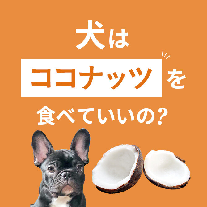 犬はココナッツを食べても大丈夫！正しい与え方と注意点【獣医師監修】