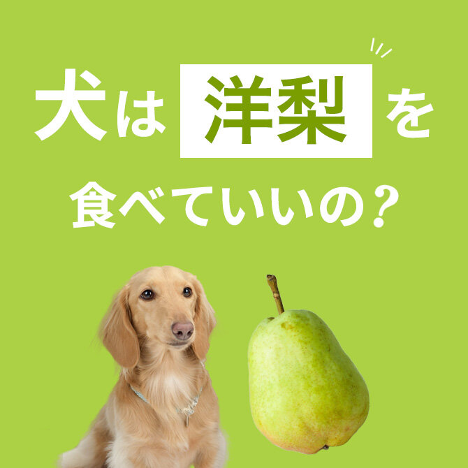 犬は洋梨（ラフランス）を食べても大丈夫？犬に洋梨（ラフランス）は与えてもいいの？