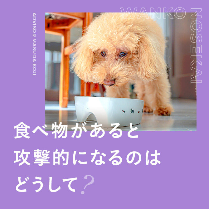 犬の問題行動と対処方法|リソースガーディングやフードアグレッションとは?