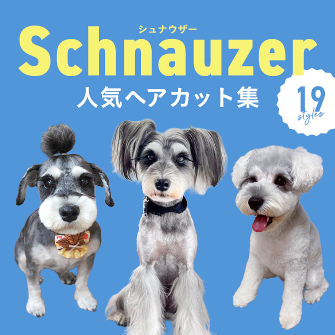【ミニチュア・シュナウザーの人気カット集】トリミングの参考になるかわいいカット19選