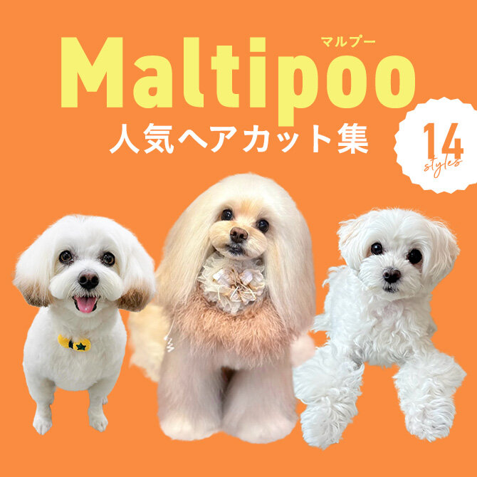 【マルプーの人気カット集】トリミングの参考になるかわいいカット14選