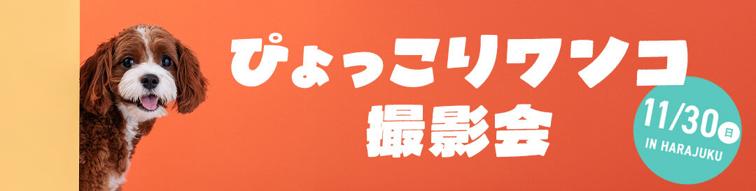 【ぴょっこりワンコ撮影会11月】ワンコnowa撮影スタジオの愛犬撮影会は11月30日に開催。