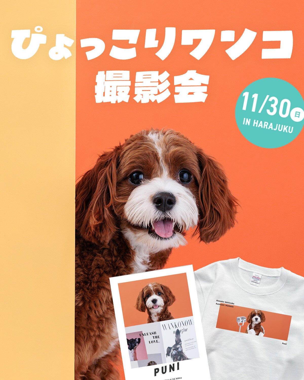 【ぴょっこりワンコ撮影会11月】ワンコnowa撮影スタジオの愛犬撮影会は11月30日に開催。