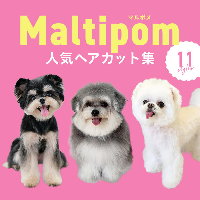 【マルポメの人気カット集】トリミングの参考になるかわいいカット11選