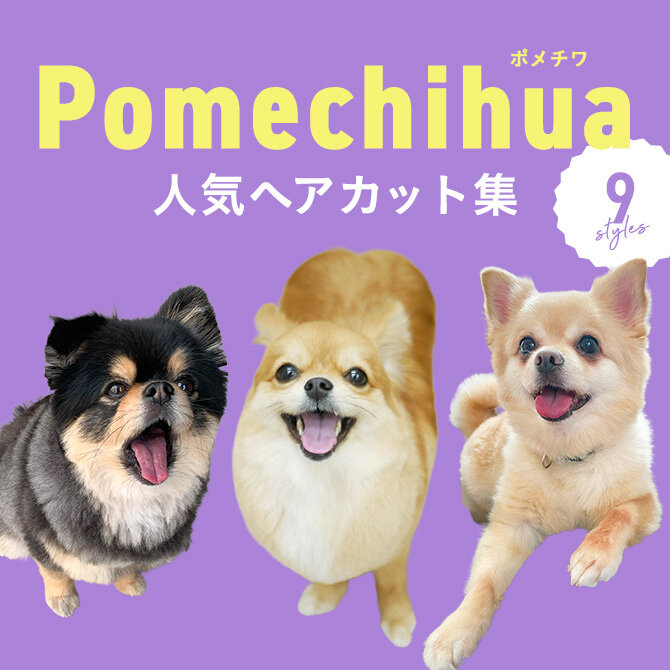 【ポメチワの人気カット集】トリミングの参考になるかわいいカット9選