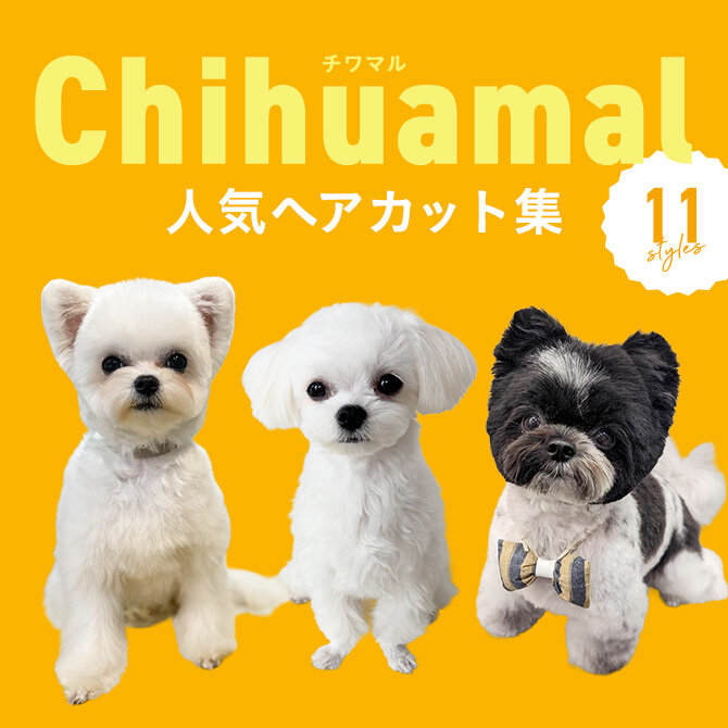 【チワマルの人気カット集】トリミングの参考になるかわいいカット11選